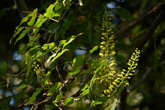Caesalpinia cucullata